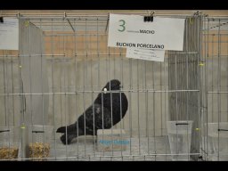 Concurso de Palomas 2012
